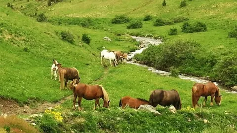 Cavalls a la Vall de Bo&iacute;