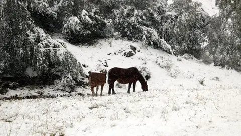 Dos cavalls buscant herba sota la neu. Imatge del 25 de setembre del 2020. (horitzontal)