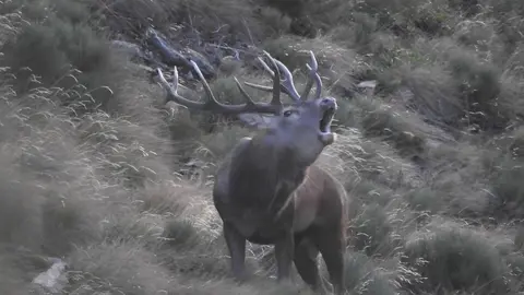 Imatge d'arxiu d'un c&eacute;rvol bramant. (Horitzontal)