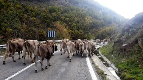 Pla general d'un ramat de vaques baixant de la muntanya de Lladorre, al Pallars Sobir&agrave;, durant el setembre del 2020. (horitzontal)
