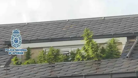 Pla de detall on es veu la plantaci&oacute; de marihuana localitzada per la policia espanyola a la terrassa d'un &agrave;tic de la Seu d'Urgell. Imatge facilitada el 28 d'octubre de 2020 (Horitzontal).