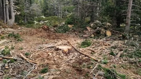 Pla obert on es veuen arbres talats en un bosc de Ger de Cerdanya. Imatge facilitada per l'Associaci&oacute; de Naturalistes de Girona el 8 d'octubre de 2020 (Vertical).