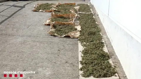 Pla de detall de la marihuana sostreta pels Mossos d'Esquadra d'una plantaci&oacute; situada dins un bosc de dif&iacute;cil acc&eacute;s de Bellpui, a les Valls d'Aguilar (Alt Urgell). Imatge del 2 de novembre de 2020 (Horitzontal).
