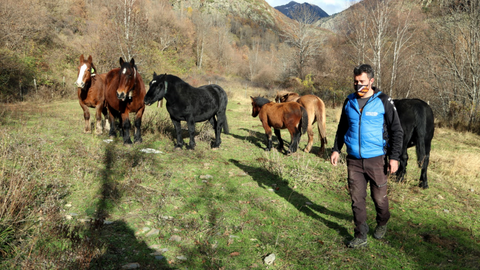 Ramader cavall Tavascan