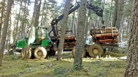 Gesti&oacute; forestal