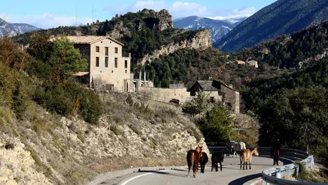 Pla general on es veuen els cavalls de la Fundaci&oacute; Miranda fent la transhum&agrave;ncia per una carretera de Coll de Narg&oacute; (Alt Urgell). Imatge del 9 de desembre de 2020 (Horitzontal).