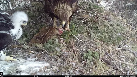 Una &agrave;guila daurada i la seva cria amb un cabirol mort, en una imatge d'arxiu. (Horitzontal)