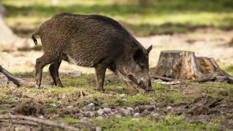 Porc senglar