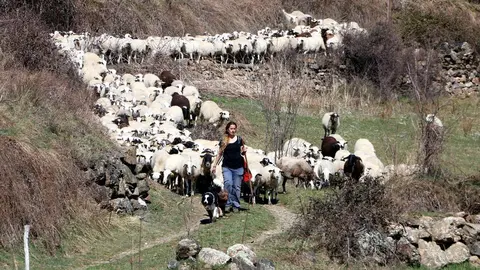 Pla general de la pastora Anna Plana amb el seu ramat d'ovelles a la Vall d'&Agrave;ssua, al Pallars Sobir&agrave;, l'11 de mar&ccedil; del 2020. (horitzontal)