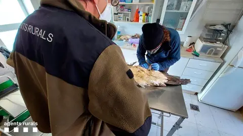 Trencal&oacute;s Boumort