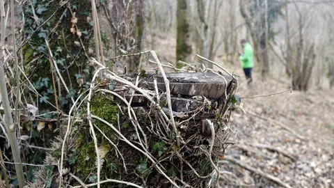 En primer pla, un tronc talat durant la tria selectiva feta en una finca a Ribes de Freser (Ripoll&egrave;s) en una imatge publicada el 25 de febrer del 2021 (horitzontal)