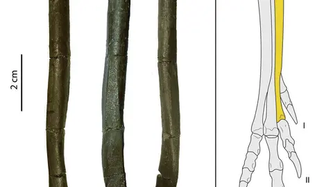 Imatge del f&ograve;ssil del 'Tamarro insperatus', localitzat a la Conca Dell&agrave; al 2003 i dibuix de la part del cos on estaria col&middot;locat. (Horitzontal)