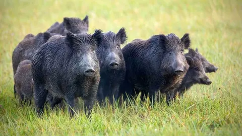Porc senglar 2