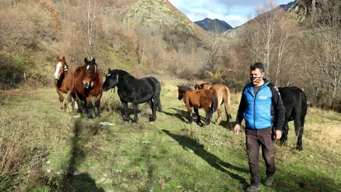 Pla general d'un ramader amb un ramat de cavalls pirinencs catal&agrave; a un prat de Tavascan, al Pallars Sobir&agrave;. Imatge de l'11 de novembre del 2020. (horitzontal)