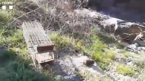Rata d'aigua Llavors&iacute; Agents Rurals 1