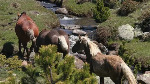 cavalls Bulloses