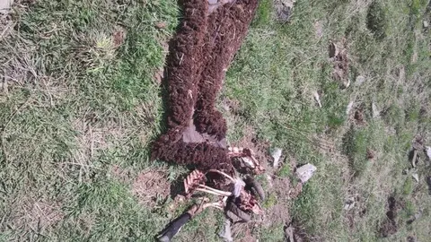 Pla mitj&agrave; on es pot veure el marr&agrave; mort per l'os a Gessa, a Naut Aran, el 6 de maig de 2021. (Horitzontal)