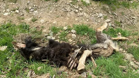 Pla mitj&agrave; on es pot veure un cap de bestiar atacat per l'os a la Val d'Aran, el 9 de maig de 2021. (Horitzontal)