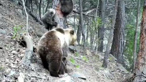 Ossa amb tres cries al Pallars Sobir&agrave; maig 2021