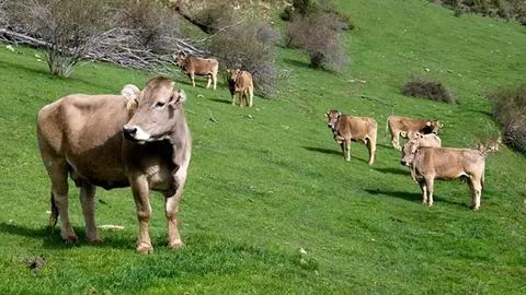 Ramaderia ecol&ograve;gica Pirineu