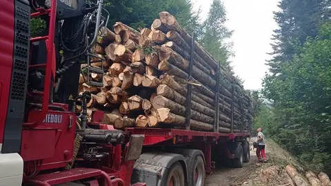Pla obert d'arbres talats a la pista forestal de Tuca-Pontet, a la Val d'Aran, per aprofitar-ne la fusta. (Horitzontal)