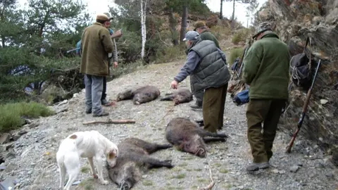 Ca&ccedil;adors amb senglars abatuts ACN