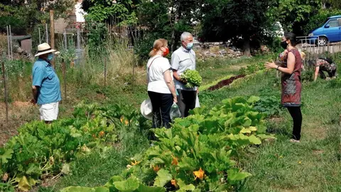 Pla general de l'hort comunitari de Senterada amb gent collint verdura el 27 de juliol del 2021. (Horitzontal)