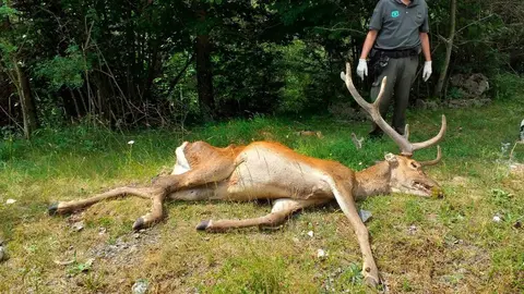 Agents Rurals C&egrave;rvol mort al Cad&iacute; Moixer&oacute;