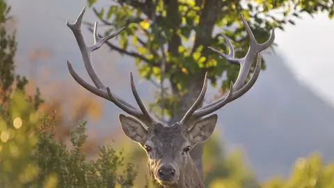 Brama del c&eacute;rvol Boumort