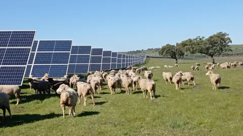 Valdecaballeros ovejas