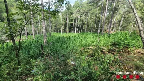 Pla obert d'una plantaci&oacute; de marihuana localitzada en una zona boscosa de dif&iacute;cil acc&eacute;s de Coll de Narg&oacute; (Alt Urgell). Imatge del 17 de setembre de 2021. (Horitzontal)