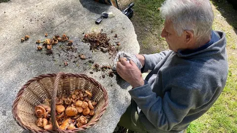 Pla general d'un home netejant els bolets a Campelles (Ripoll&egrave;s) el setembre del 2021 (Horitzontal)