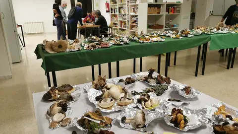 Exposici&oacute; bolets Llavors&iacute; 1