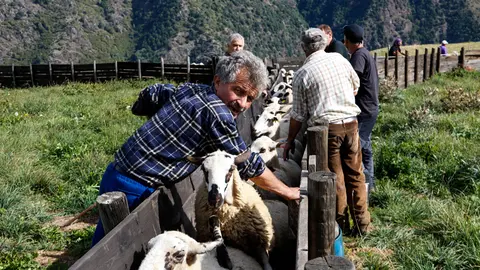 Pla de detall d'un pastor i la m&radic;&dagger;nega per on passen les ovelles per ser triades en diferents ramats. Imatge del 30 de setembre del 2021. (Horitzontal)