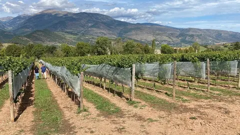 Pla obert d'una part de la finca vitivin&radic;&ne;cola de Cal Mandrat on es veu als seus propietaris, Francesc Xavier G&radic;&ordm;ell i Silvia Gaminde, passejant entre les plantacions de varietats centreeuropees. Imatge de l'1 d'octubre de 2021. (Horitzontal).