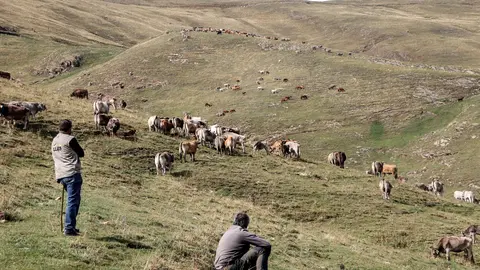 Pla general de dos ramaders vigilant les vaques a la muntanya de Llessui el dia de la tria el 6 d'octubre del 2021. (Horitzontal)