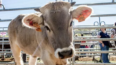 Primer pla d'una vedella a la Fira ramadera de la Pobleta de Bellve&iacute; l'any 2019. (horitzontal)