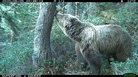 Pla obert d'un os adult en un habitat natural. Imatge cedida el 31 de mar&ccedil; del 2021 (Horitzontal)