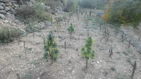 Pla obert de la plantaci&radic;&ge; de marihuana desmantellada pels Mossos d'Esquadra desmantellen en un bosc de F&radic;&ne;gols i Aliny&radic;&dagger; (Alt Urgell). Imatge publicada el 22 d'octubre de 2021. (Horitzontal)