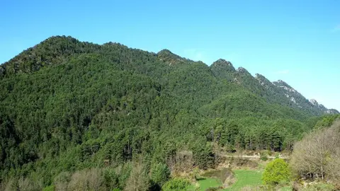 Consorci Forestal de Catalunya