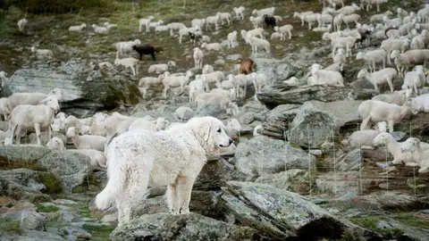 Pla obert amb un gos de protecci&oacute; i ramats agrupats a una zona amb pres&egrave;ncia d'os bru de Castella i Lle&oacute;. (Horitzontal)