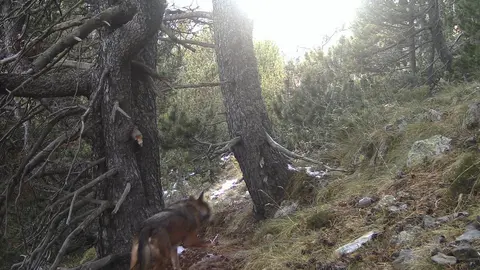 Captura d'imatge d'un exemplar de llop al parc natural de l'Alt Pirineu, en terme municipal d'Alins (Pallars Sobir&agrave;). Captura del 9 de novembre del 2021 difosa el 19 del mateix mes. Pla general. (Horitzontal)