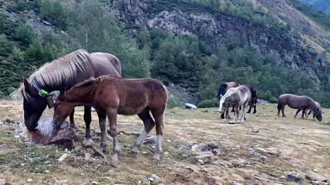 Pla general de cavalls pasturant a la muntanya al Parc Natural de l'Alt Pirineu. Un dels exemplars porta un collar GPS. (Horitzontal)