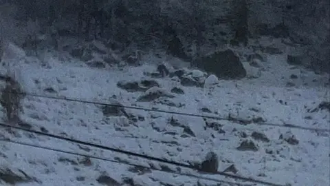 Llop a l'Aran