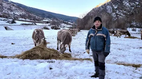 Pla general d'un ramader a un prat nevat i les vaques menjant herba seca damunt la neu. Imatge del 14 de desembre del 2021. (Horitzontal)