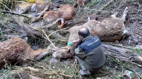 Cavalls morts Agents Rurals Pallars Sobir&agrave; 1