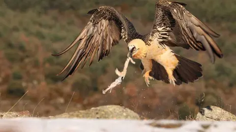 Trencal&ograve;s agafant menjar al PAS del Cod&oacute;