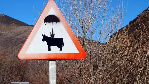 Vaca amb paracaigudes
