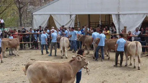Concurs ra&ccedil;a bruna Puigcerd&agrave; 2022
