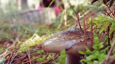 Mocosa